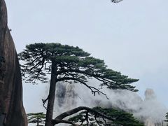 -黄山风景区