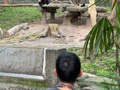 -都江堰中华大熊猫苑