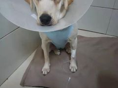 -康旭宠物医院(郑州总院)