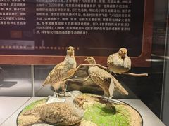 -北京周口店北京人遗址博物馆