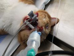 -关爱宠物医院·猫科中心·消化科(滨湖万达分院)