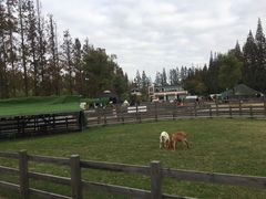 -前小桔亲子创意农场·草莓采摘·露营烧烤