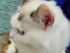 -佳雯宠物医院·皮肤科·内外科(春晓路分院)