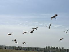 -盐城丹顶鹤湿地生态旅游区