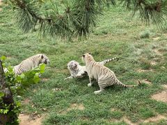 -西霞口神雕山野生动物世界