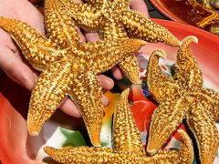 清蒸海星-霸王虾·麻辣小龙虾(清水河公园店)