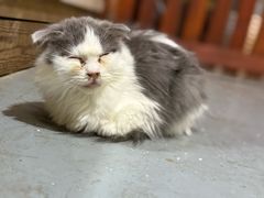 -楼上猫咖(罗湖店)