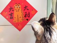 -海边的猫和咖啡馆