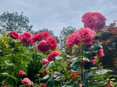 -铁山坪森林公园