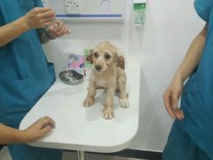 -创凡宠物医院·骨专科  猫科中心(西乡分院)