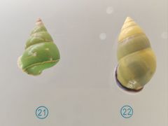 -青岛贝壳博物馆