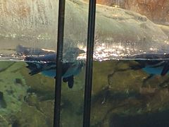 -海合安武汉极地海洋公园