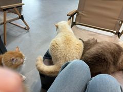 -Heymao猫咖.咖啡厅(东门店)