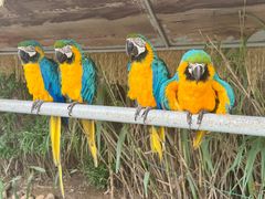 -西霞口神雕山野生动物世界