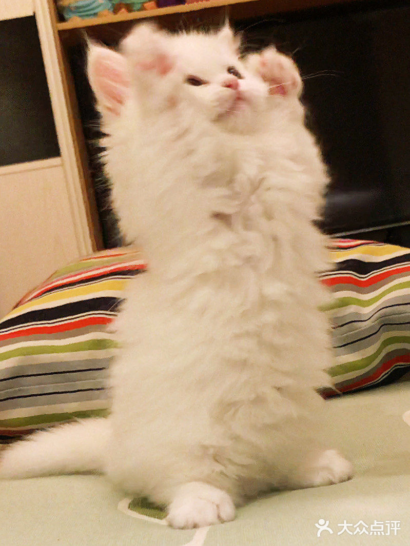 这是一只超“凶”的小猫咪！