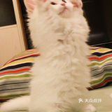 这是一只超“凶”的小猫咪！