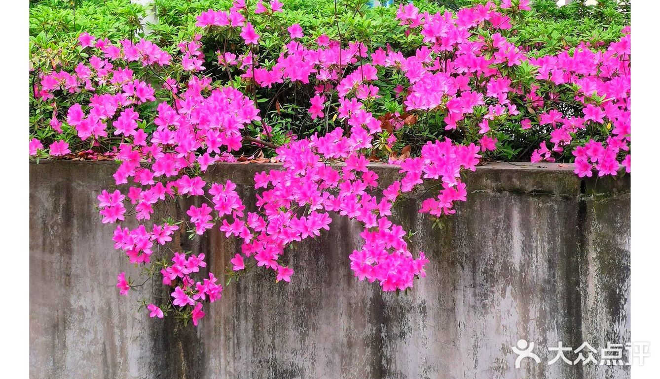 金陵花事||大行宫市民广场.杜鹃花