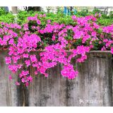 金陵花事||大行宫市民广场.杜鹃花