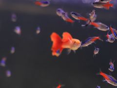 -艾溪湖湿地公园