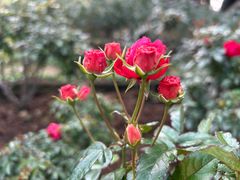 -人民公园(罗湖区)