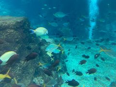 -新加坡水上探险乐园