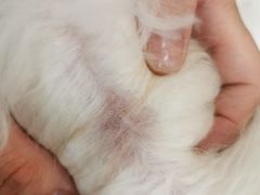 -创凡宠物医院·骨专科  猫科中心(西乡分院)