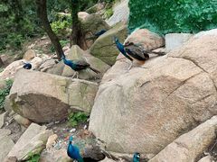 -西霞口神雕山野生动物世界