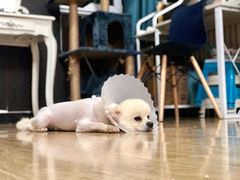 -中农国际动物医院24小时·猫科·骨科·急重症中心