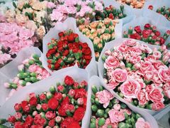 -溪岸路花鸟市场