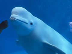 -海合安成都极地海洋公园