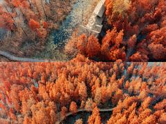 -池杉湖湿地公园