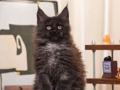 -小猫来了·猫舍(红山六九七九店)
