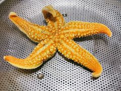 海星-船梆煮•蒸汽海鲜·炉火烤肉(五四广场店)