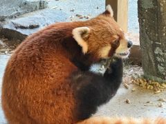 -绿色星球动物主题公园