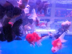 -大自然花鸟鱼虫市场