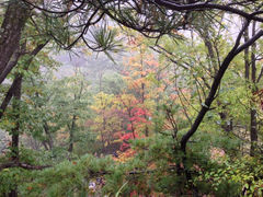 iphone_upload_pic-王顺山国家森林公园