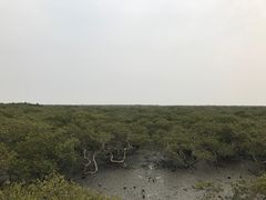 -北海金海湾红树林生态旅游区