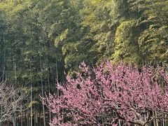 -南京古林公园