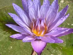 -国家植物园南园