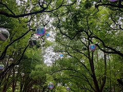 -上海共青森林公园