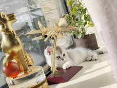 -北京观赏动物医院·24小时大型综合·猫专科·异宠专科