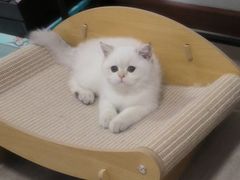 -喵zoo家庭繁育猫舍(尖东智能花园店)