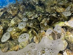 -四海蒸鲜蒸汽海鲜自助(北戴河店)