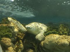 -上海海洋水族馆