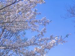 -顾村公园
