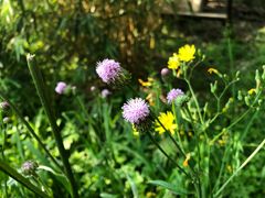 -贵阳市花溪国家城市湿地公园