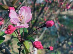 -径山花海