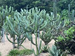 -深圳仙湖植物园