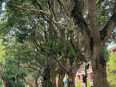-厦门大学(思明校区)