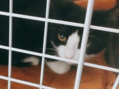 -宠福鑫康馨动物医院·骨科·眼科